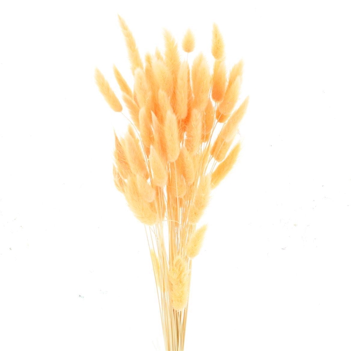 <h4>Dried Lagurus Bleached Peach Fuzz Bs</h4>