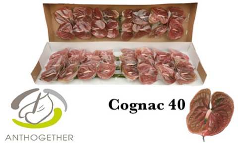 <h4>Anthurium Cognac</h4>