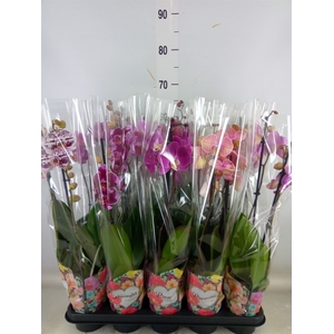 Phalaenopsis   ...