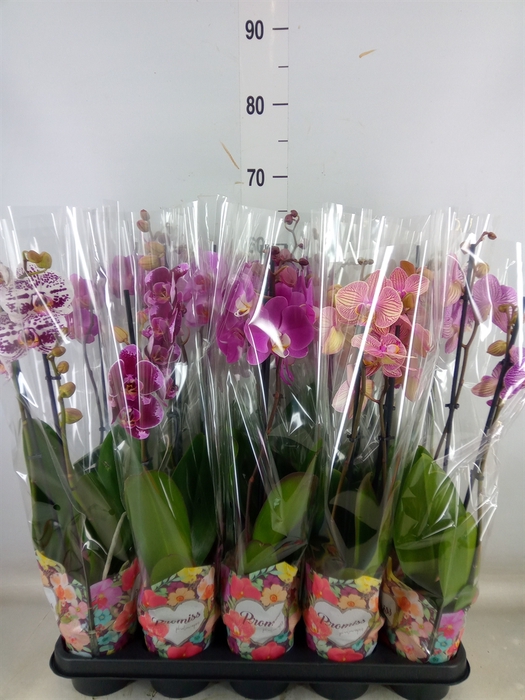 <h4>Phalaenopsis   ...</h4>