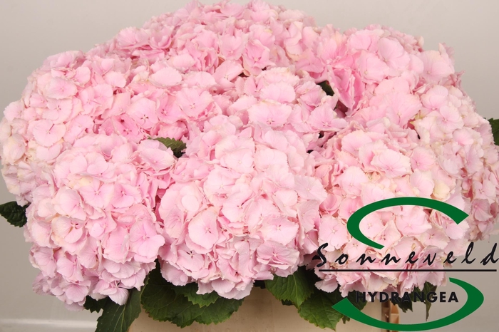 <h4>HYDR M CH VERENA</h4>