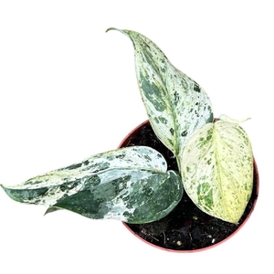Scindapsus Overig Jade Satin Marble