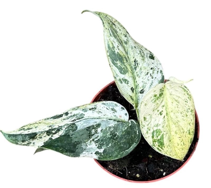 <h4>Scindapsus Overig Jade Satin Marble</h4>