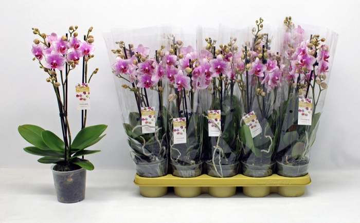 <h4>PHAL AN ROTTERDAM</h4>