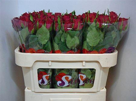 <h4>R Gr Madam Red</h4>