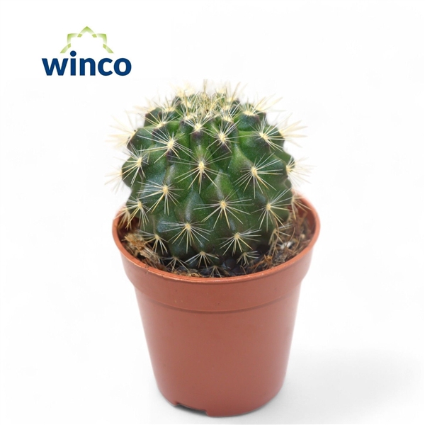 <h4>Neoporteria Ssp.</h4>