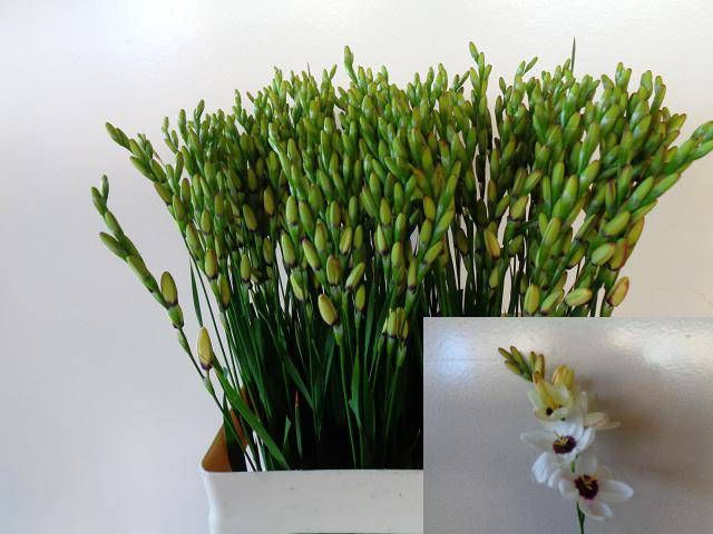 <h4>IXIA SPOTLIGHT</h4>