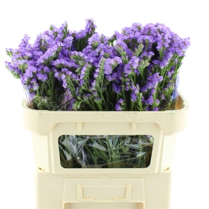 Limonium St Lavendel Birds X50