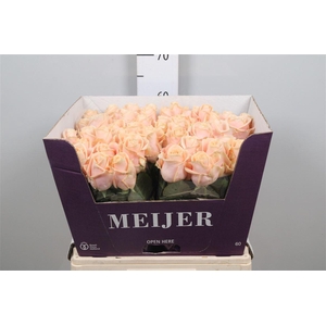 R Gr Pearl Avalanch+