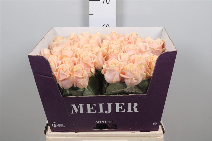 <h4>R Gr Pearl Avalanch+</h4>