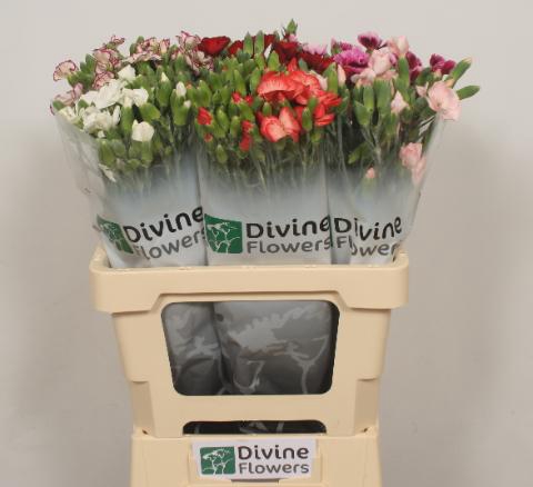 <h4>DI TR SUPRICE MIX</h4>