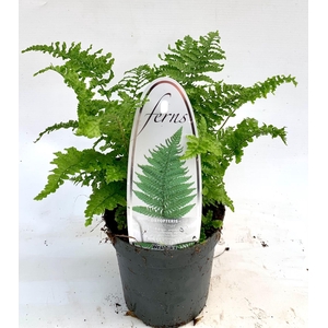 Dryopteris affinis Crispa