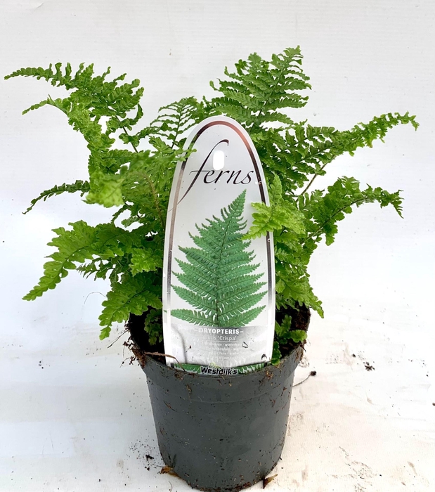<h4>Dryopteris affinis Crispa</h4>