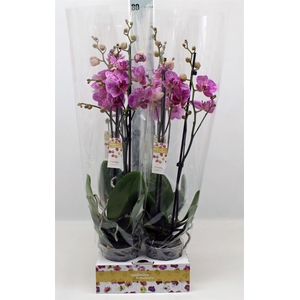 Phalaenopsis   ...