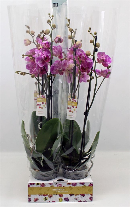 <h4>Phalaenopsis   ...</h4>
