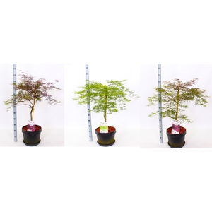 ACER OV