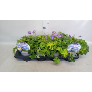 Geranium  'Rozanne'