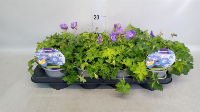 <h4>Geranium  'Rozanne'</h4>