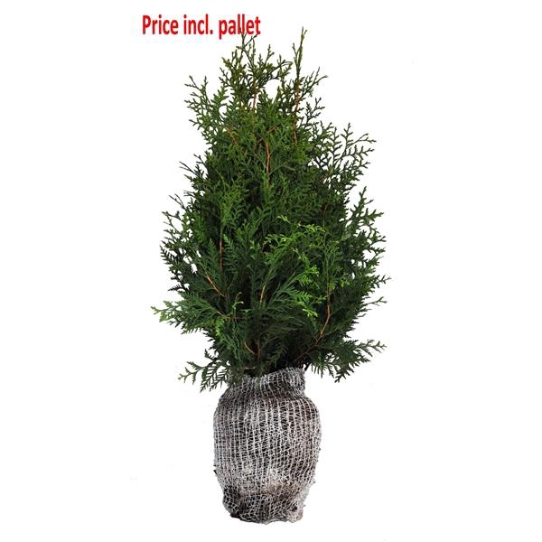 <h4>Thuja occ. brabant, plantmaat 60-80 cm - Rondgestoken - KLUIT</h4>