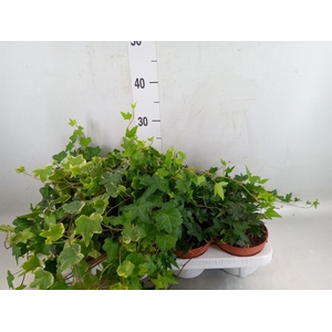 Hedera helix   ...mix 3