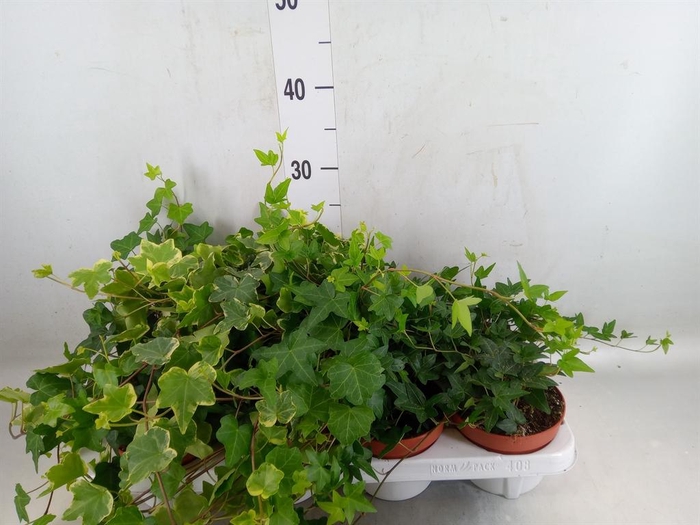 <h4>Hedera helix   ...mix 3</h4>