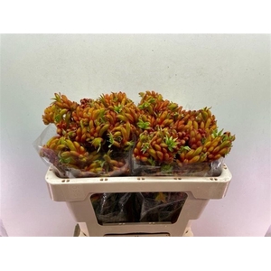 ANIGOZANTHOS BUSH TANGO BUNDT