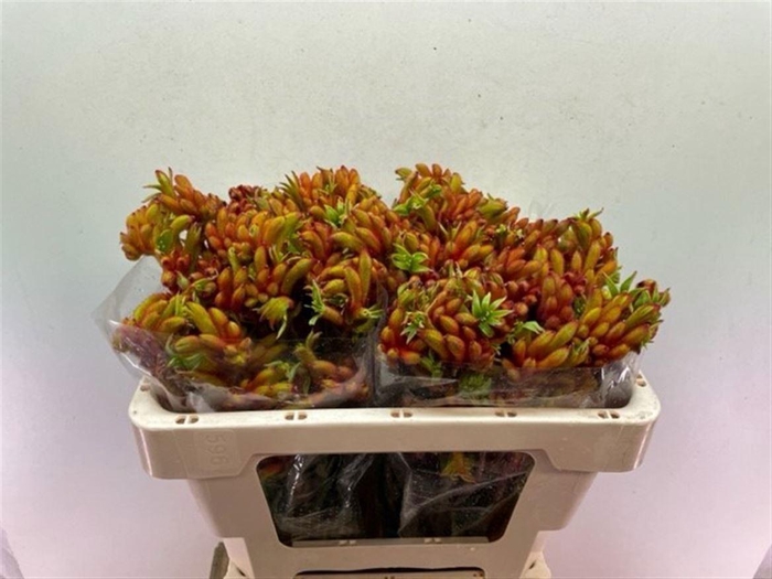 <h4>ANIGOZANTHOS BUSH TANGO BUNDT</h4>