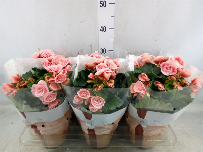 <h4>Begonia elat. DU 'Borias'</h4>