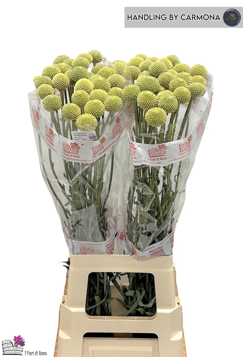 <h4>CRAS PAINTBALL POP</h4>