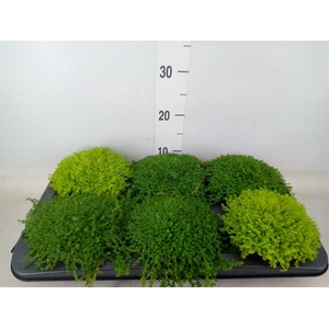 Soleirolia soleirolii   ...mix 2