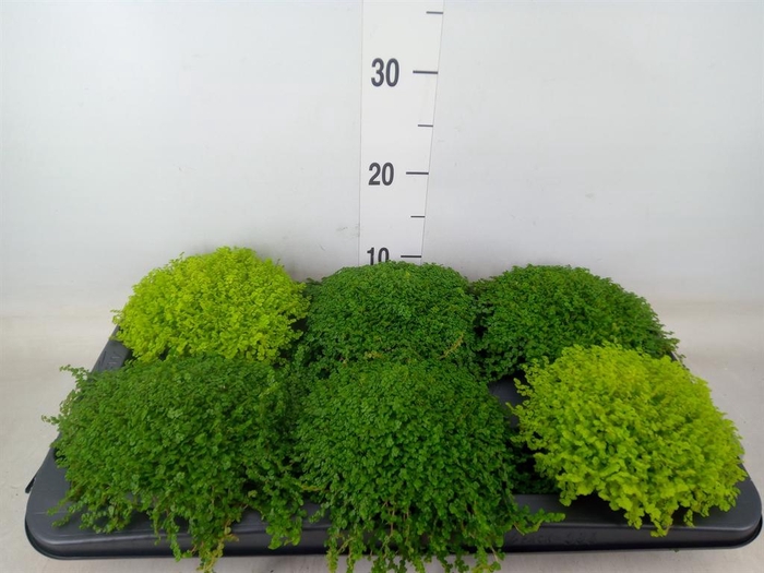 <h4>Soleirolia soleirolii   ...mix 2</h4>