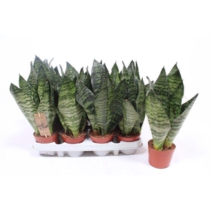 Sansevieria zeylanica compacta