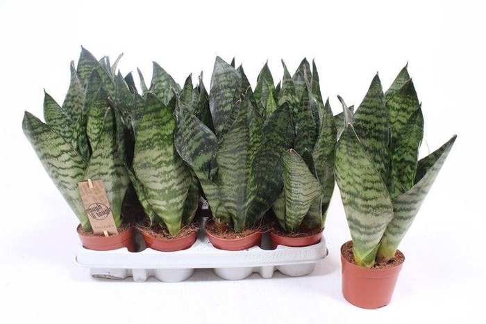 <h4>Sansevieria zeylanica compacta</h4>