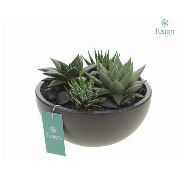 <h4>Schaal keramiek Moon Large zwart met Succulenten</h4>