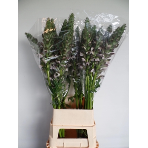 ACANTHUS HUNGARICUS