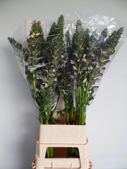 <h4>ACANTHUS HUNGARICUS</h4>