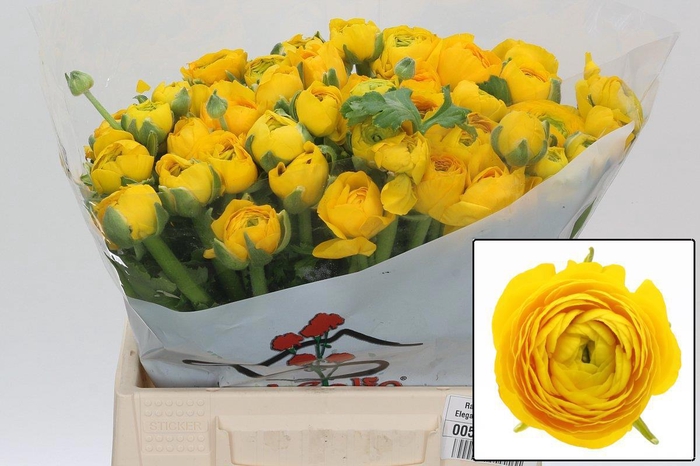 <h4>RAN EL YELLOW</h4>