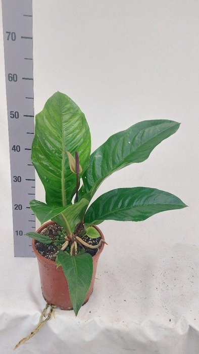 <h4>Anthurium Plowmanii plowmanii</h4>