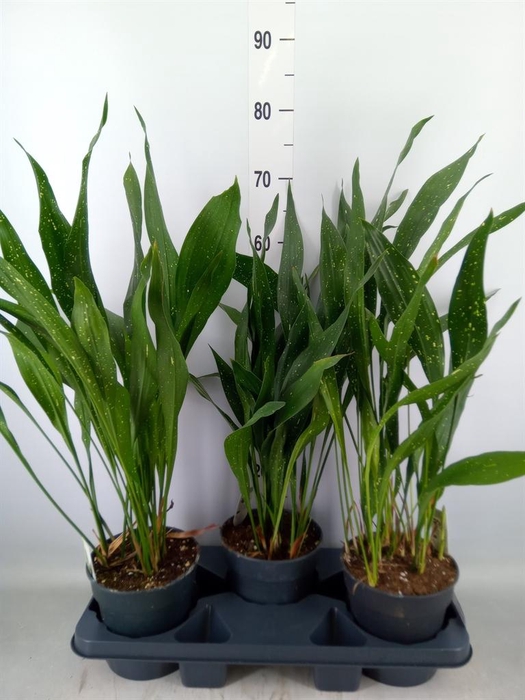 <h4>Aspidistra elat.</h4>