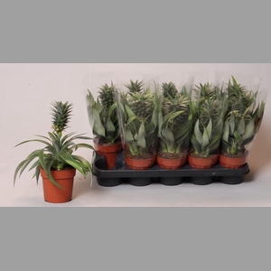 ANANAS MI AMIGO