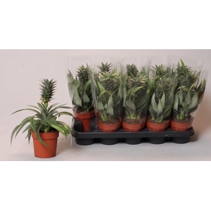 ANANAS MI AMIGO