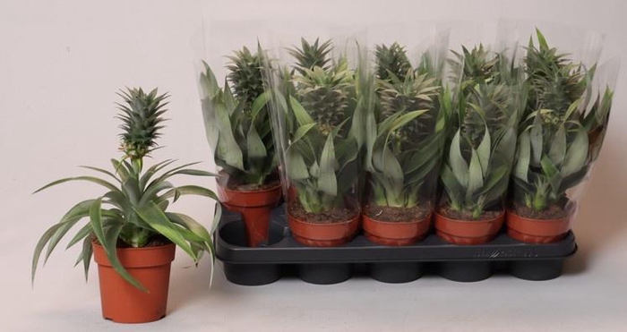 <h4>ANANAS MI AMIGO</h4>