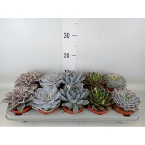Echeveria   ...mix