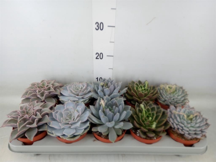<h4>Echeveria   ...mix</h4>