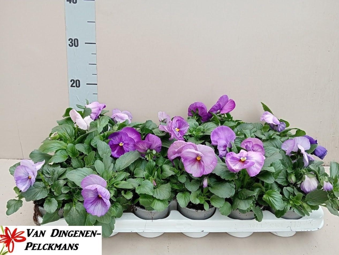 <h4>VIO WI DEL PURP SURP</h4>