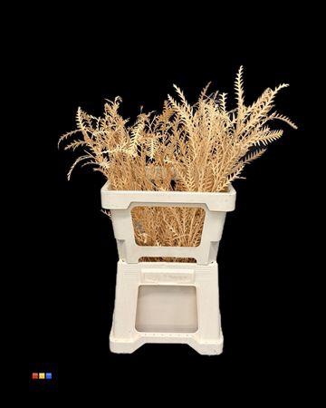 <h4>Grevillea Ivanhoe Apricot</h4>
