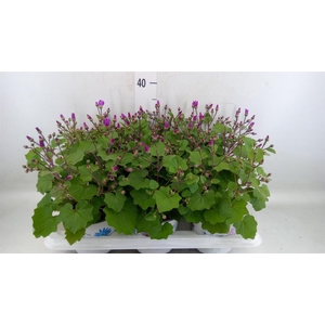 Pericallis cr. 'Senetti Magenta Bi'