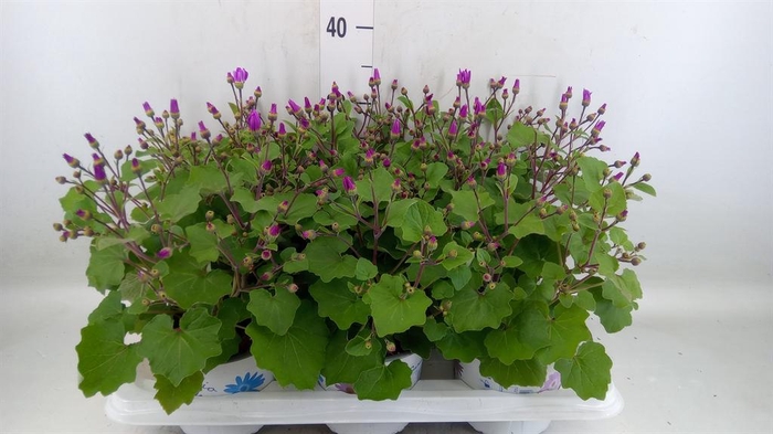 <h4>Pericallis cr. 'Senetti Magenta Bi'</h4>