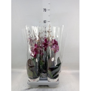 Phalaenopsis multi. 'Ant Cartagena'