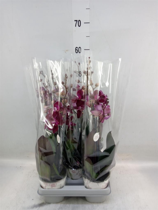 <h4>Phalaenopsis multi. 'Ant Cartagena'</h4>